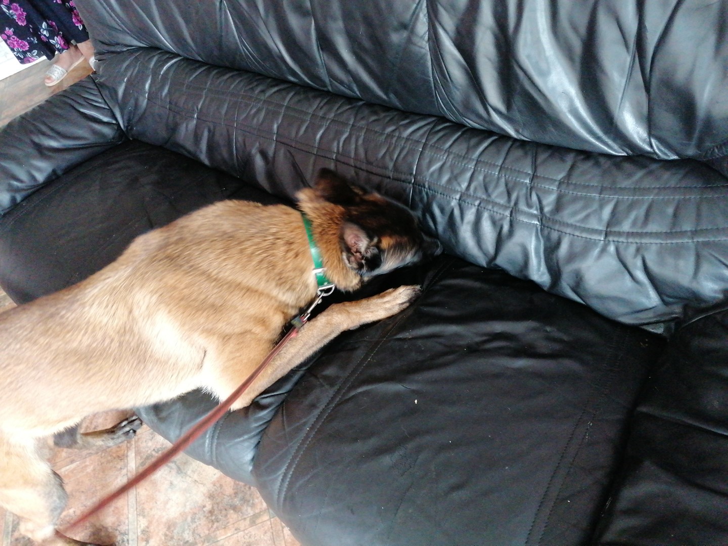 Un chien détectant la présence de punaises de lit dans un canapé