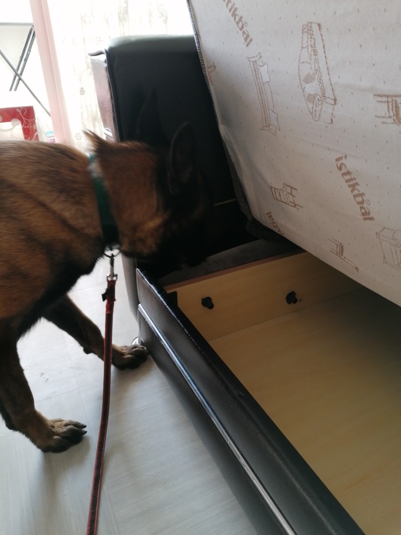 Un chien détectant la présence de punaises de lit dans un clic clac
