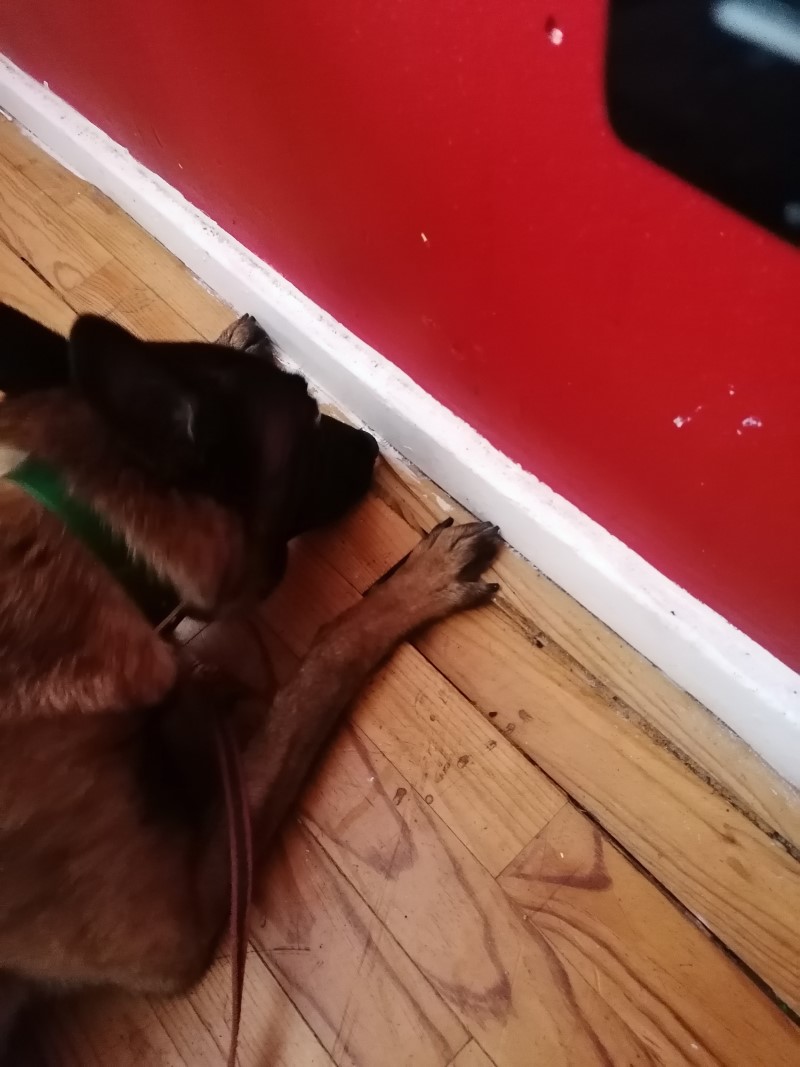 Un chien détectant la présence de punaises de lit derrière une plinthe