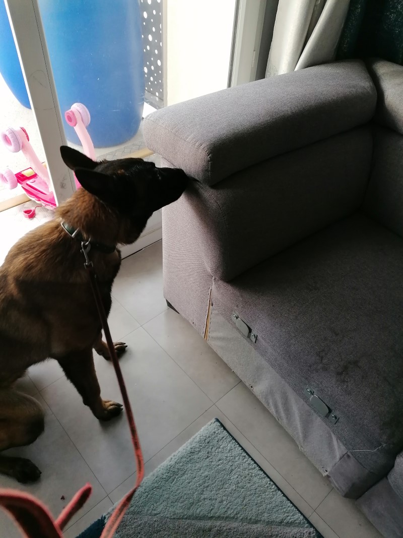 Un chien détectant la présence de punaises de lit dans un sofa