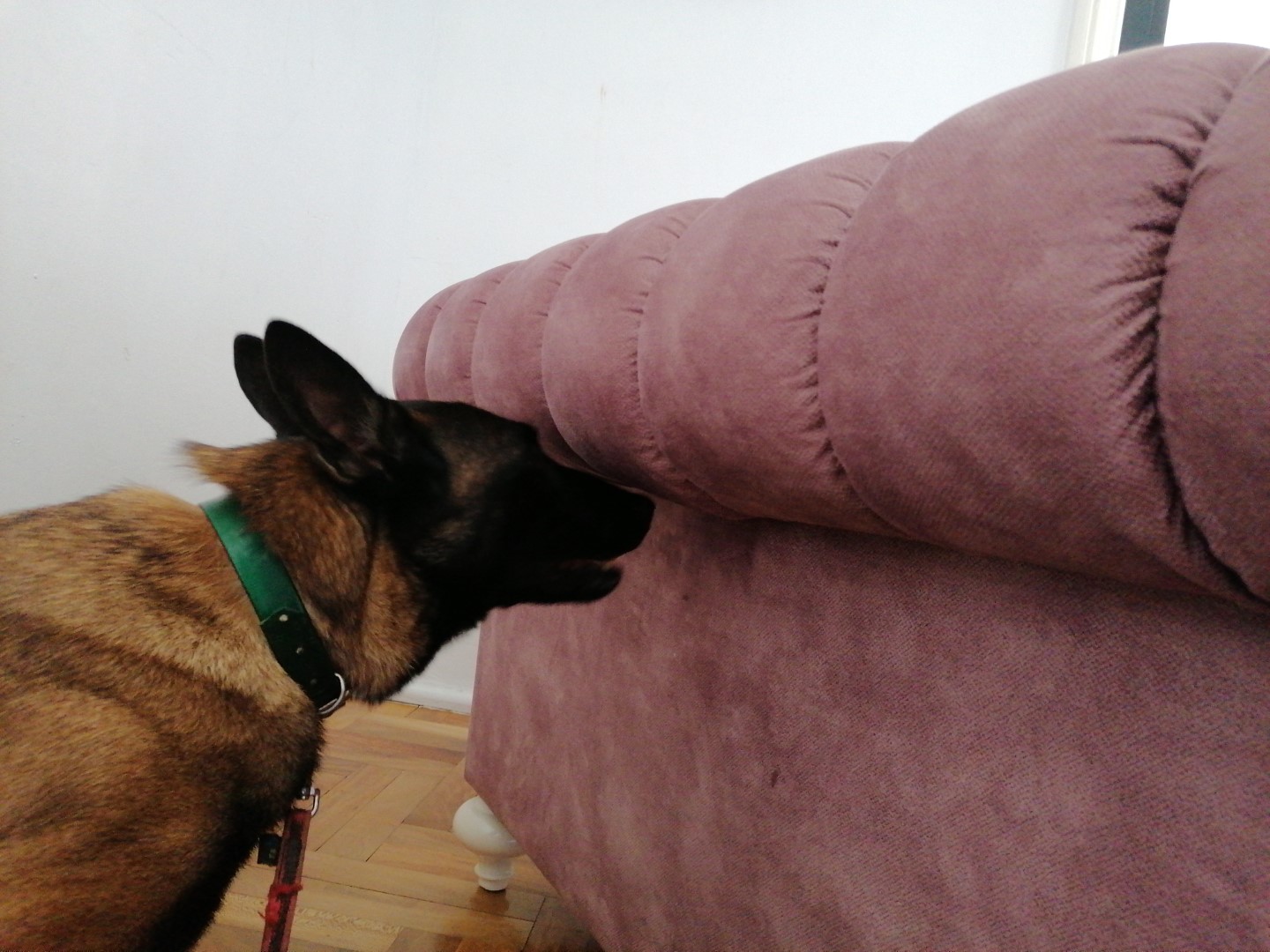 Un chien détectant la présence de punaises de lit dans un canapé