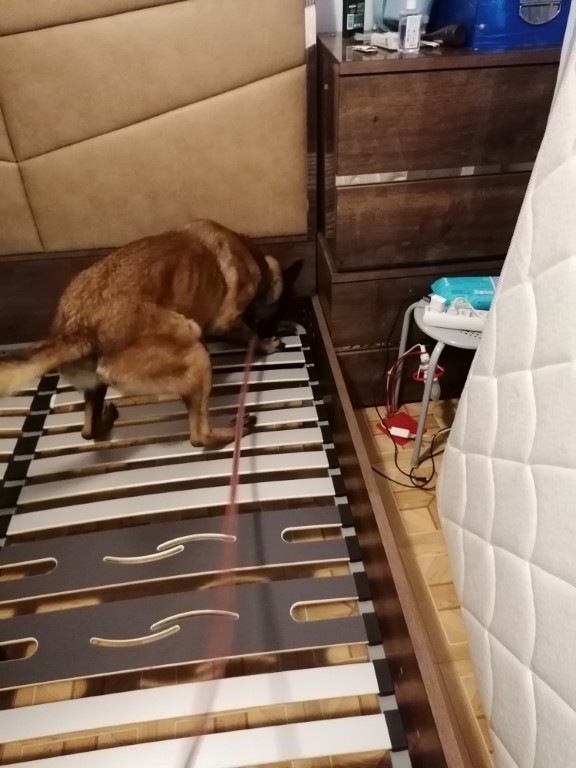 detection canine de punaise dans un sommier