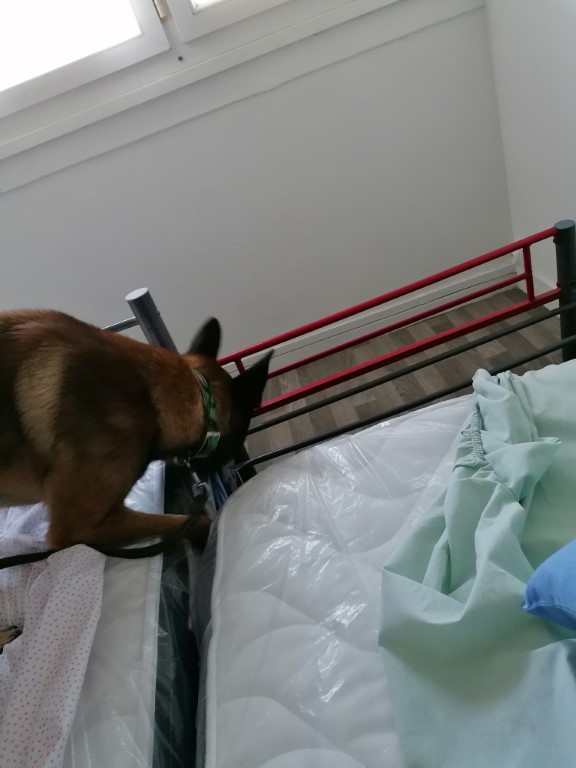 detection canine de punaise de lit sous un matelas